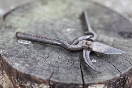 old, rusty shears on a log with swallow depth of fieldの写真素材