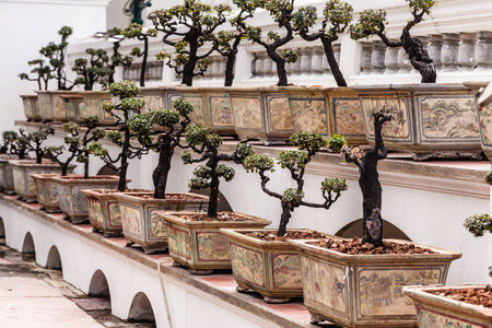 bonsai trees in the wat phra kaew temple, Bangkok, Thailandの写真素材