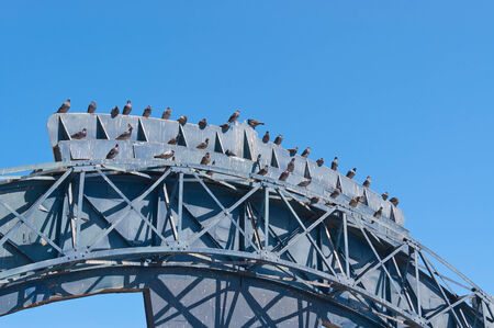 lot of pigeons on a wooden structureの写真素材