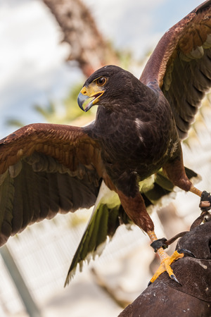 close shot of a beautiful bird of preyの写真素材