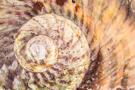 Macro shot of a sea shell spiral detailの写真素材