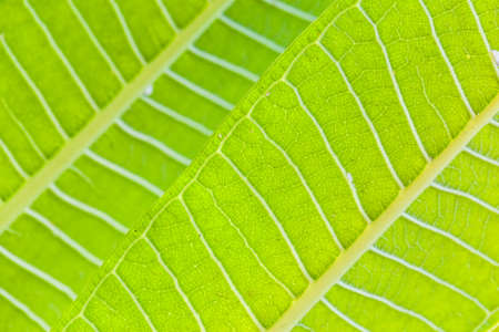 macro shot of a tropical plant vibrant green leaves