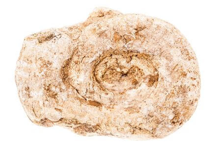 an ancient fossil seashell isolated over a white backgroundの写真素材