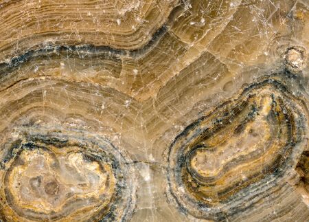 macro shot of a slice section of ancient petrified woodの写真素材