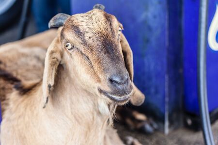 close up shot of the head of a goat in a service stationの写真素材