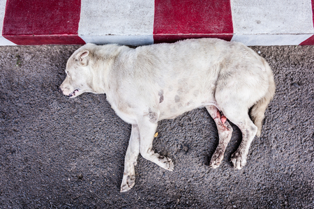 a poor diseased thai stray dog dying on the side of the road maybe after being run overの写真素材