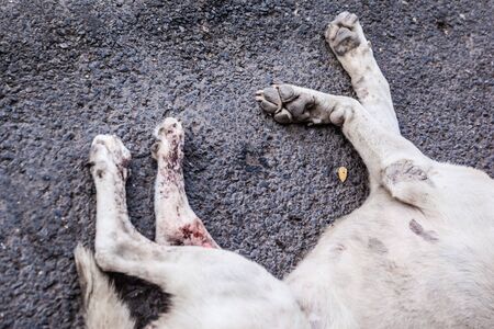 a poor diseased thai stray dog dying on the side of the road maybe after being run overの写真素材