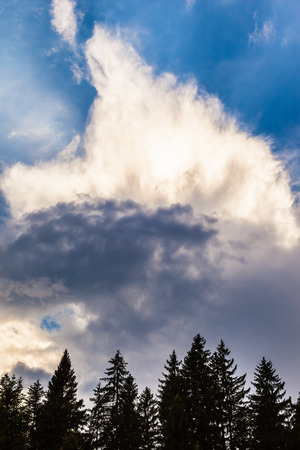 a serene sky with white fluffy clouds over the tree tops of the woodsの写真素材