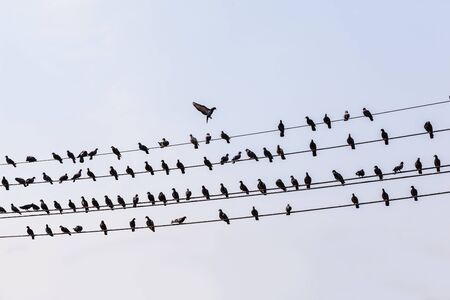 a lot of pigeons in a row on several electricity or telephone cables