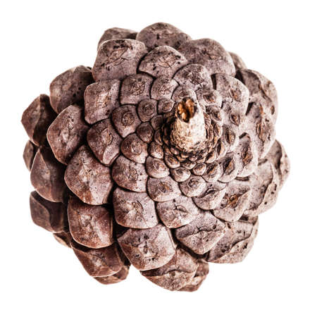 a small pine cone isolated over a white background