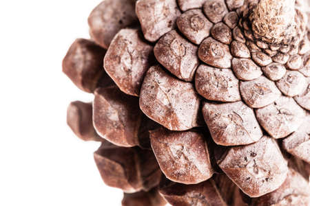 a small pine cone isolated over a white background