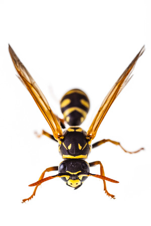 macro shot of a common wasp isolated over a white backgroundの写真素材
