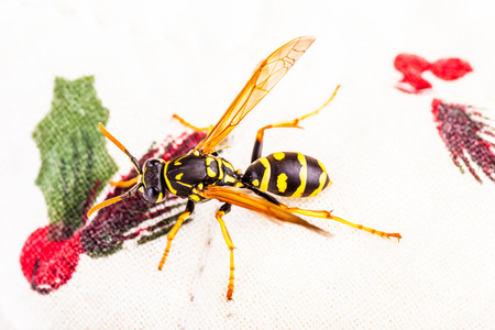 a black and yellow wasp crawling on a tableclothの写真素材