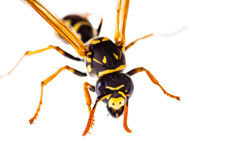 macro shot of a common wasp isolated over a white backgroundの写真素材