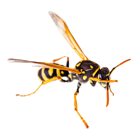 macro shot of a common wasp isolated over a white backgroundの写真素材