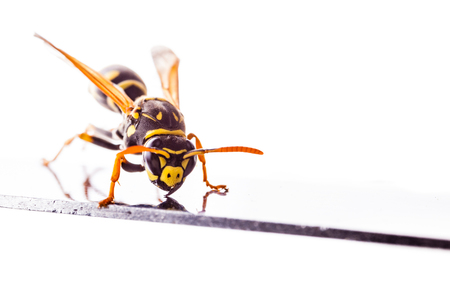 macro shot of a common wasp isolated over a white backgroundの写真素材