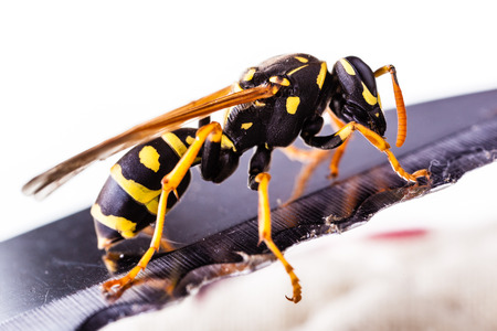 macro shot of a common wasp isolated over a white backgroundの写真素材