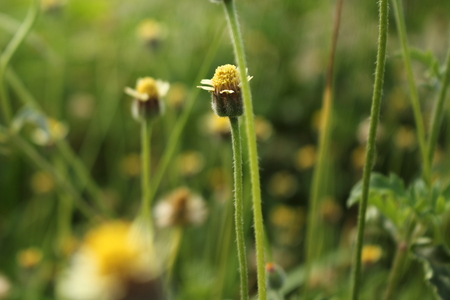 Flowers name Tridax procumbens or Mexican daisyの写真素材
