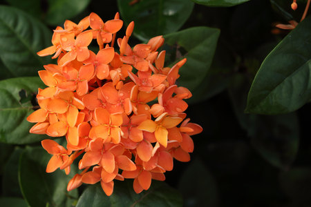 Orange flowers and closeup photo of Ixoraの写真素材