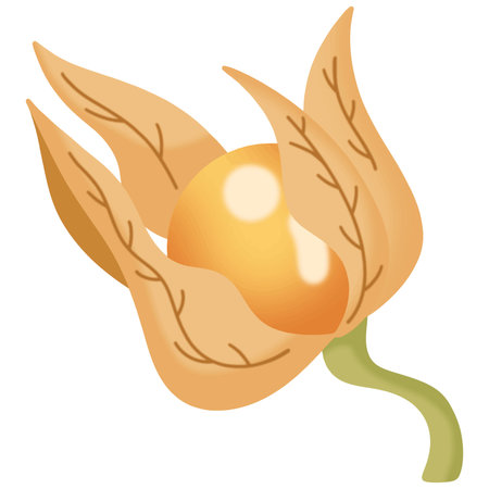 Flowers with yellow physalis balls in the centerのイラスト素材