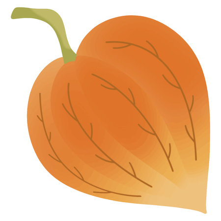 Orange Physalis fruit drawing clip artのイラスト素材