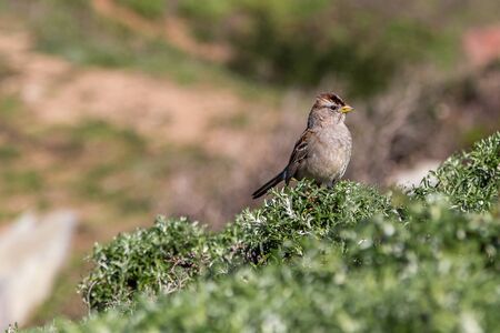 Sparrow Standing on Plant Looking to the Right with Valley in the background