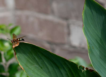 Close Up View of Hornet Wasp Standing on Large Green Leaf During Day time