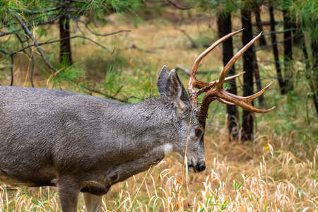 Close Up View of Male Deer Antlers In Yosemite National Park