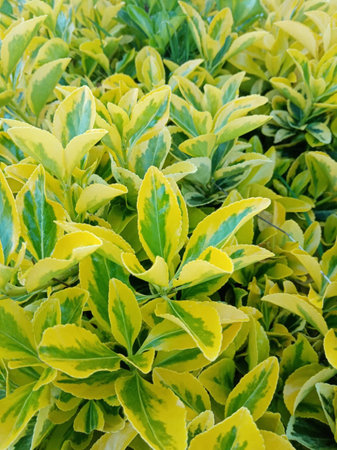 Closeup of a yellow and green leaf plant in the garden.の写真素材