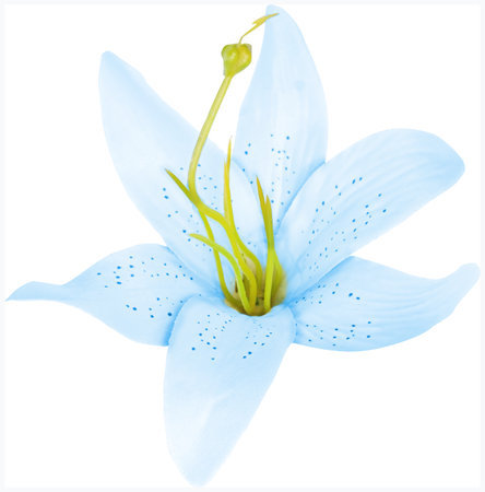 ISOLATED FLOWER WITH SIX CYAN PETALES AND BLUE POINTS. LIGHT GREEN STAMBRE AND PISTILSの写真素材