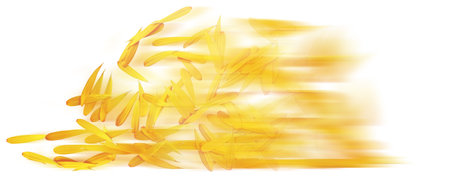 Illustration of yellow rice petals on white background with space for textの写真素材
