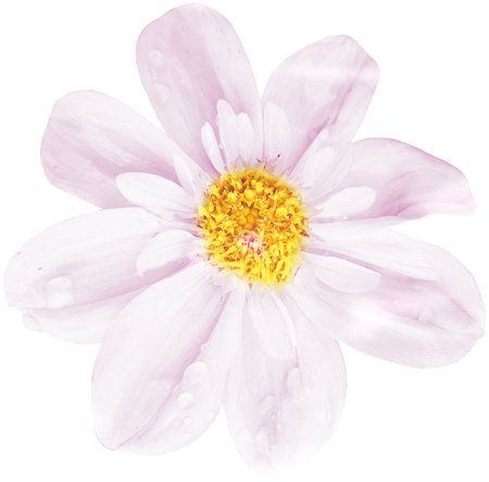 Pink flower isolated on white background with clipping path. Close-up.の写真素材