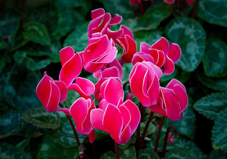 Close-up of pink flowers against dark background.の写真素材