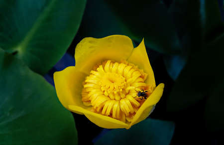 Yellow water lily flower with bees on green leaves background, top viewの写真素材