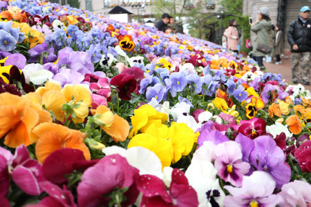 colorful flower bloomの写真素材