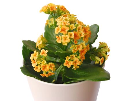 Flower potの写真素材