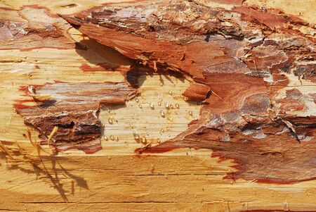 texture of tree bark