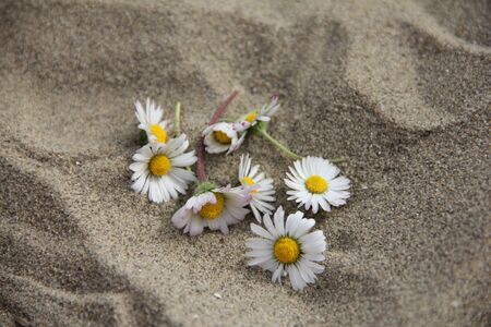 Gentle Daisy flower among sandの写真素材