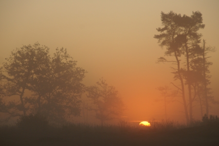 sunrise at the Loonse en Drunense Duinen  Noord-Brabant, Holland , with the silhouettes of treesの写真素材