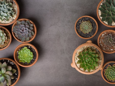 Succulent in pot on gray concrete background. Copy space for text.の写真素材