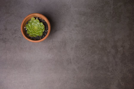Succulent in pot on gray concrete background. Copy space for text.の写真素材
