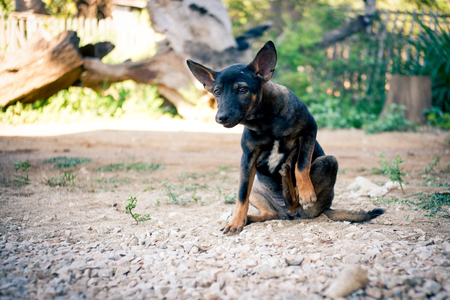Thai black dog scratching itchy its leg on siting positionの写真素材