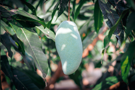 Closeup of green mango on the tree,Thailandの写真素材
