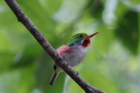 Cartacuba bird on a branchの写真素材