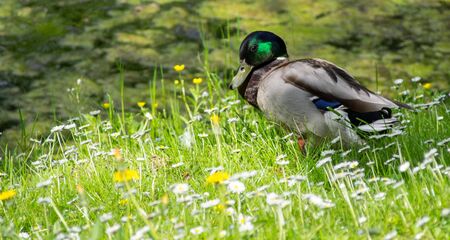 Tricky looking drake on the bankの写真素材