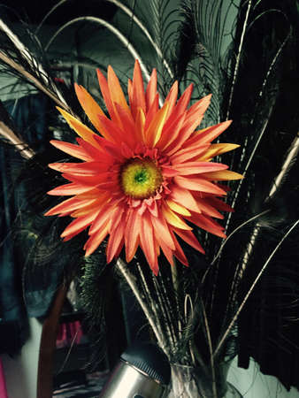 Pretty orange flowerの素材