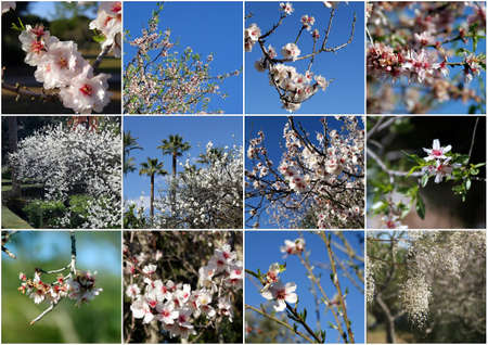 Spring flower blossom collageの写真素材