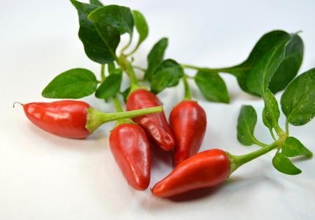 Small fresh  hot peppers on a table, closeup