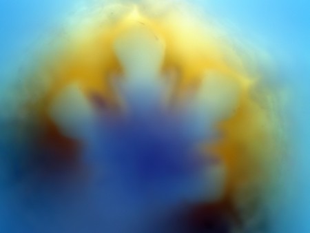 Macro flowerの写真素材