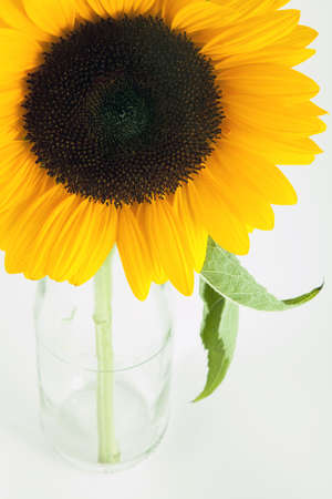 Gorgeous sunflower with green leaves. Isolated over white backgroundの写真素材